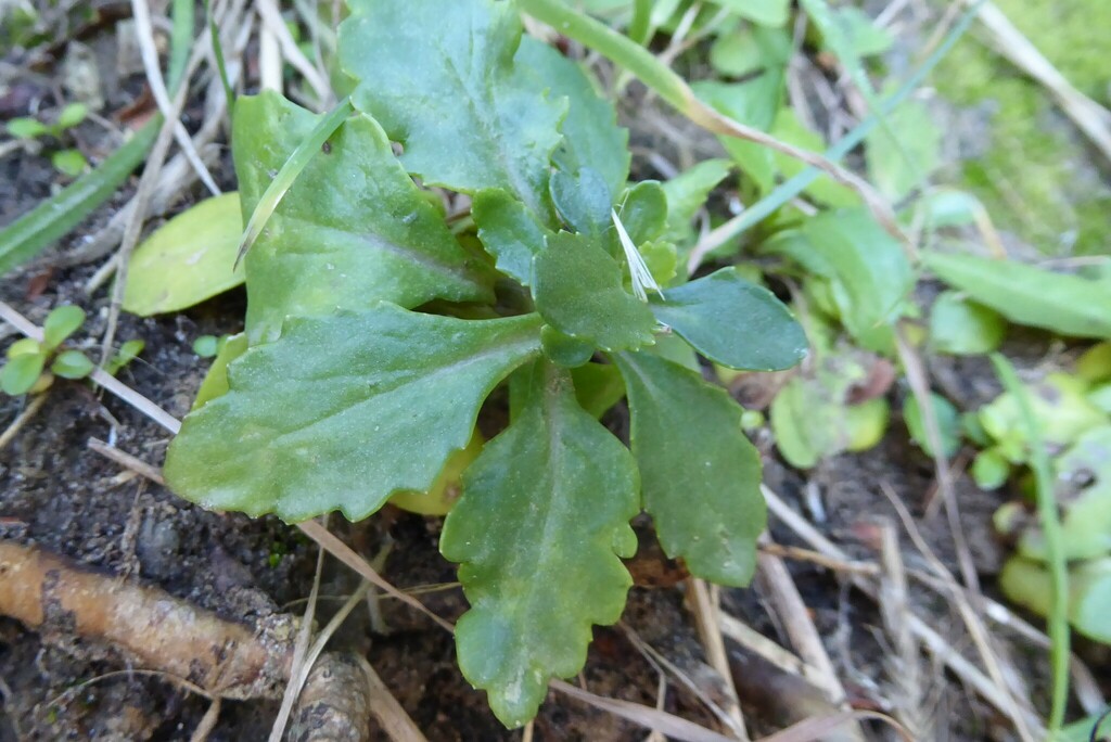groundsels from Goodwood, New Zealand on April 08, 2023 at 1223 PM by
