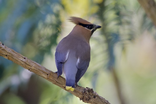Cedar Waxwing photographed in Montana