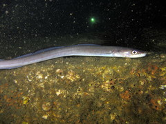 Conger wilsoni