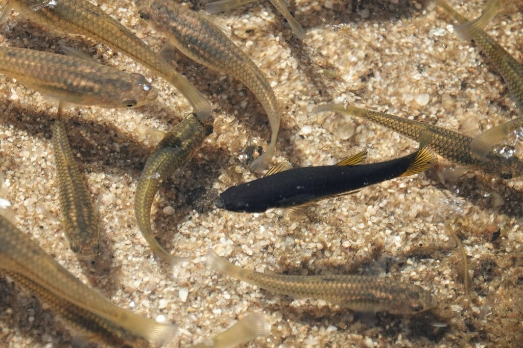 Gila Topminnow