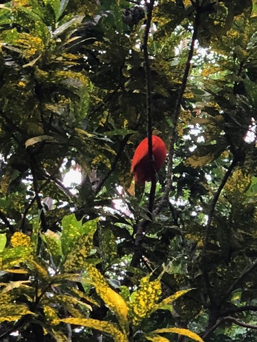 Orange Dove (Ptilinopus victor), photo 8