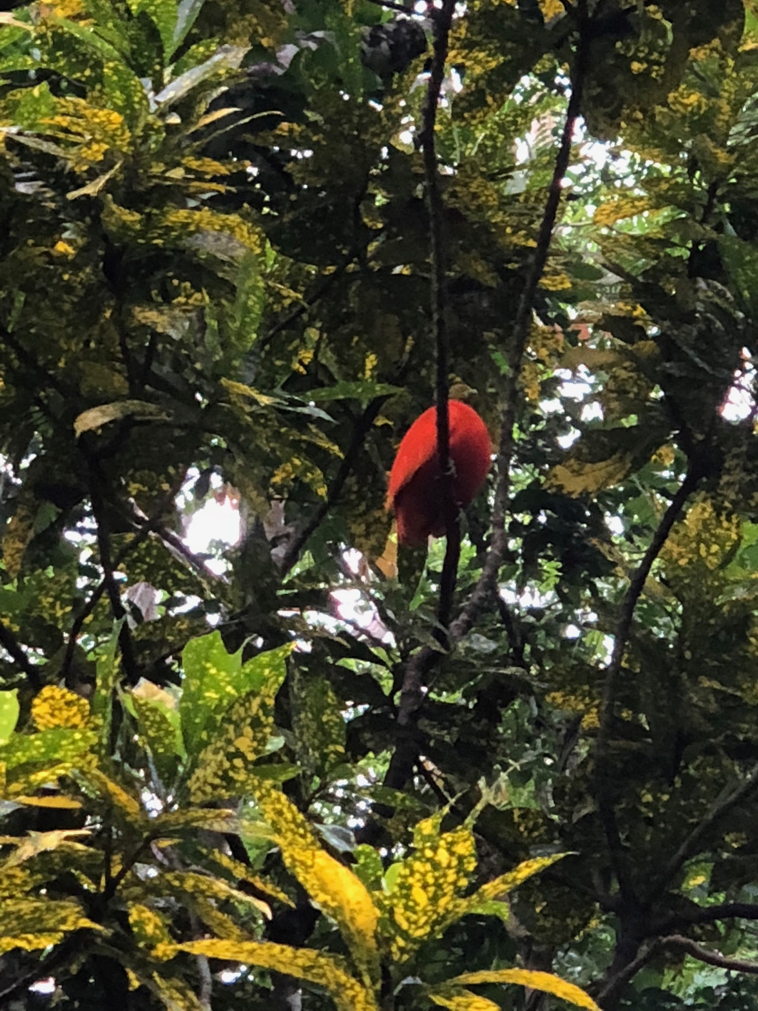 Orange Dove (Ptilinopus victor), photo 4