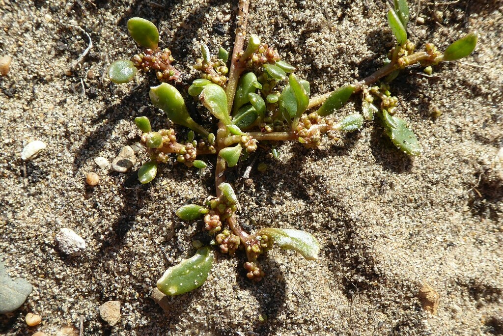 Oxybasis ambigua from Goodwood, New Zealand on April 8, 2023 at 1244