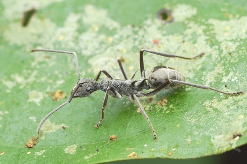 卡吕普索多刺蚁Polyrhachis calypso