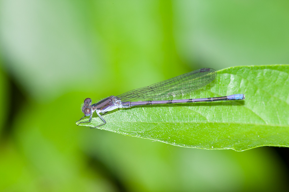 Variable Dancer Variable Dancer from Bull Creek Greenbelt, Austin, Travis Co., Texas on ...