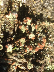 Cladonia subcariosa