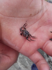 Halicarcinus