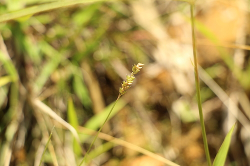 Sacciolepis myuros
