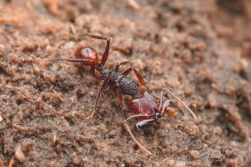 粗糙钩猛蚁Anochetus rugosus