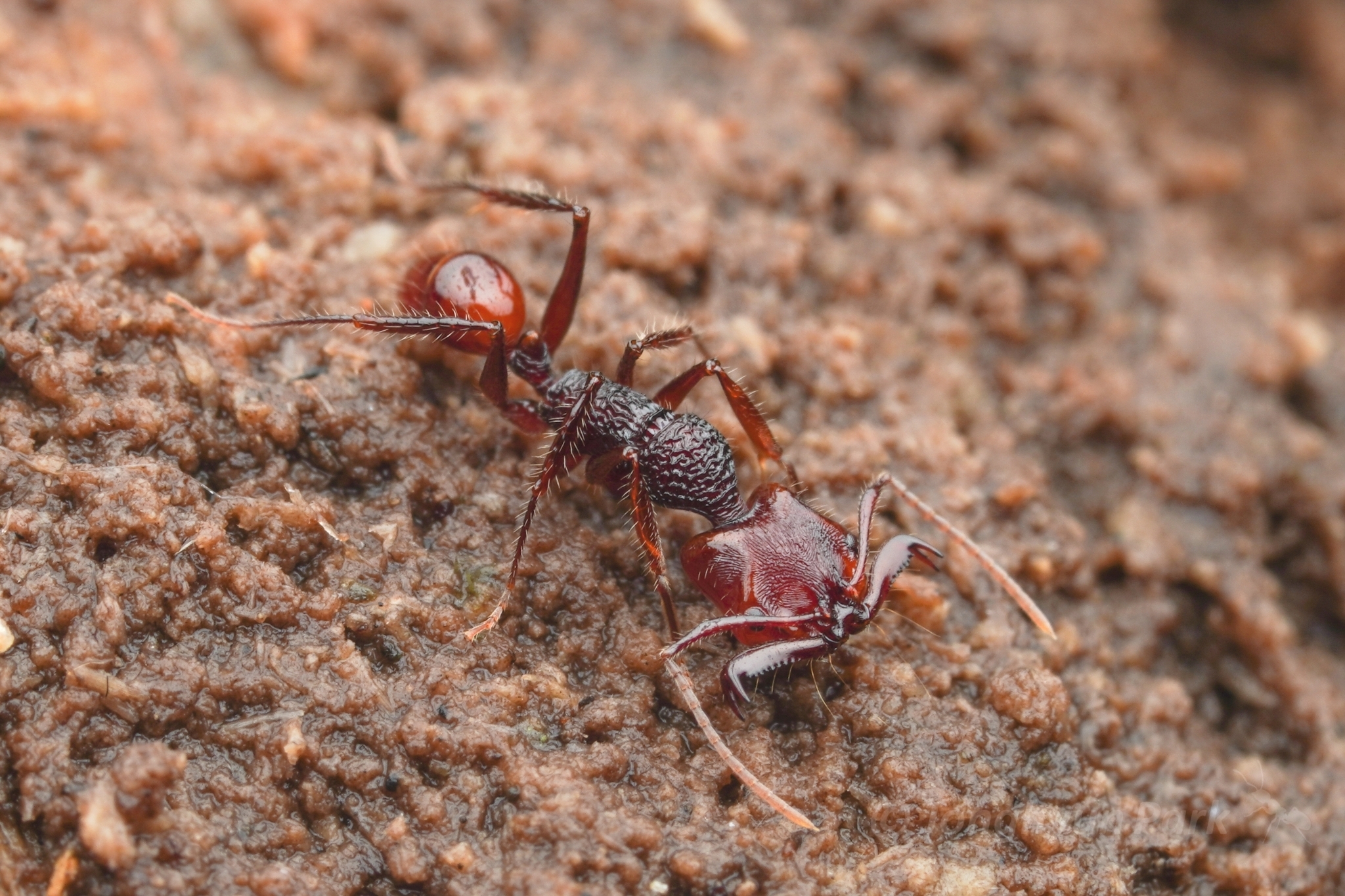 Anochetus rugosus
