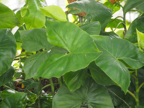 Image of Montrichardia arborescens by no rights reserved