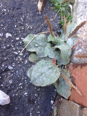 Podosphaera fuliginea