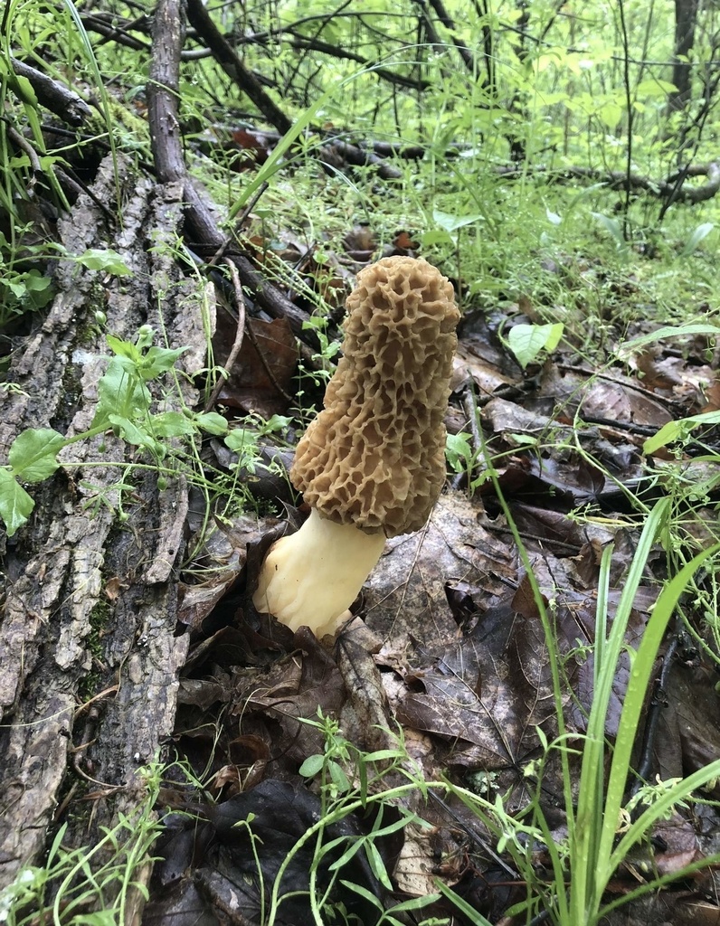 white morel from Weirton, WV, US on April 7, 2023 at 1100 AM by lmm00025 · iNaturalist