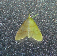 Helvibotys helvialis