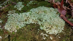 Cladonia ceratophylla image