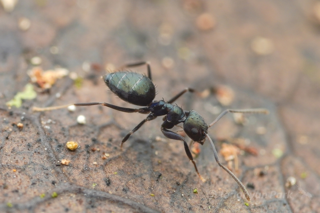 Paraparatrechina opaca