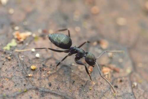 Paraparatrechina opacaParaparatrechina opaca