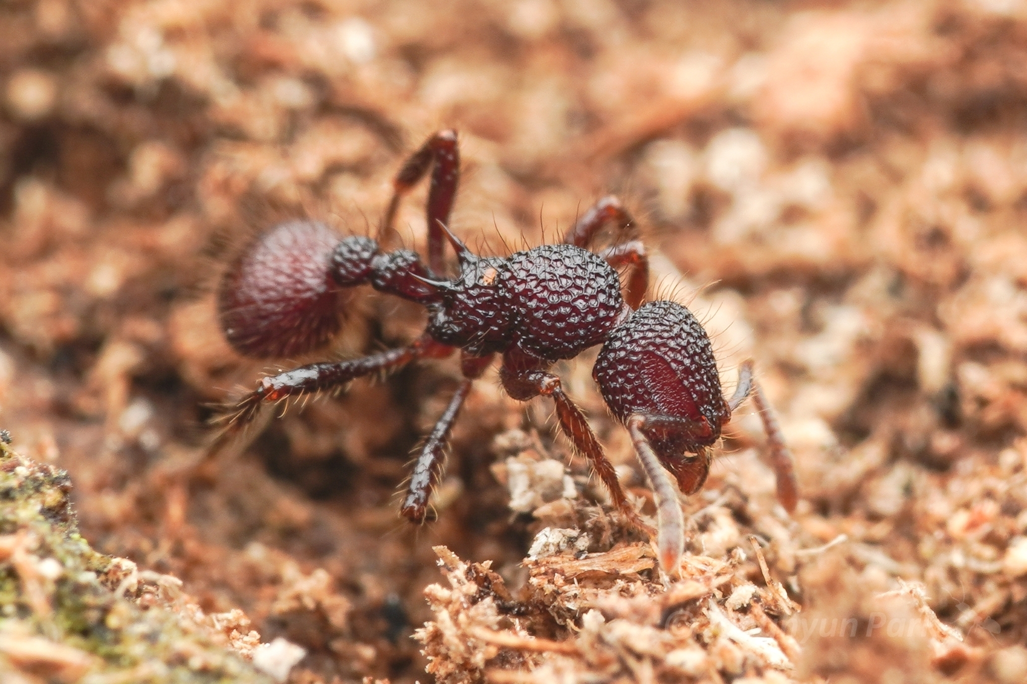 Lordomyrma reticulata