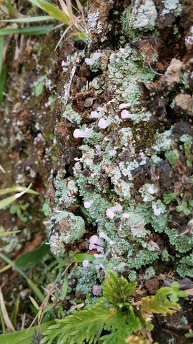Phyllobaeis erythrella image