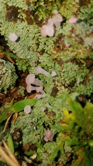 Phyllobaeis erythrella image
