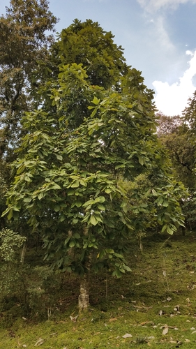 Mexican bigleaf magnolia (Magnolia dealbata)