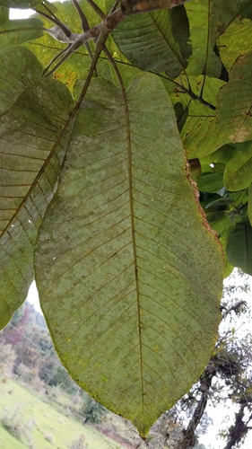Magnolia dealbata, photograph 3