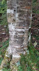 Magnolia dealbata