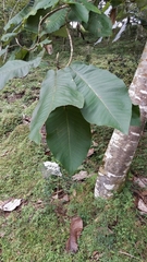 Magnolia dealbata