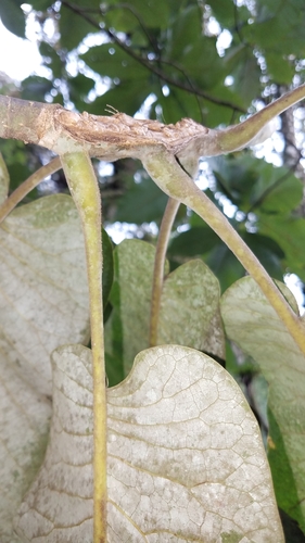 Image of Magnolia dealbata by (c) Alan Rockefeller, some rights reserved (CC BY)