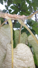 Magnolia dealbata