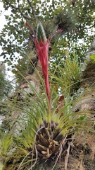 Tillandsia punctulata