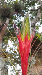 Tillandsia punctulata