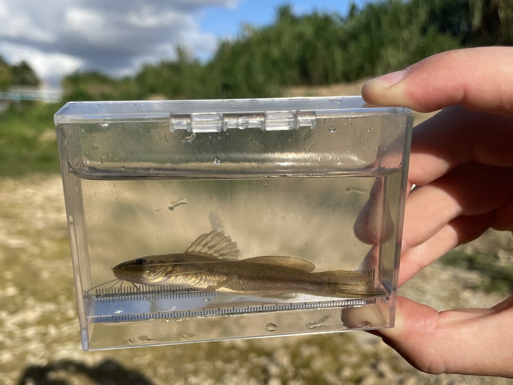 Pale catfish, South American catfish