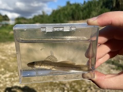 Silver Catfish