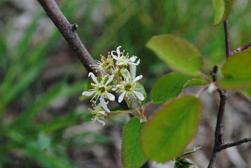 Image of Amelanchier nantucketensis by (c) Zihao Wang, some rights reserved (CC BY)