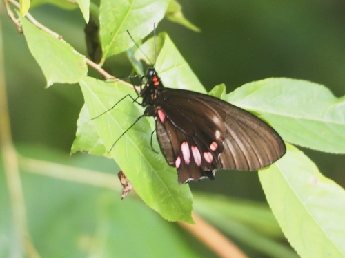 Papilio hyppason