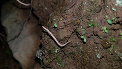 Lepidostroma