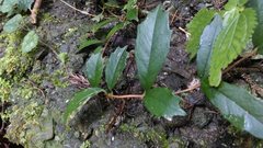 Hydrangea viburnoides