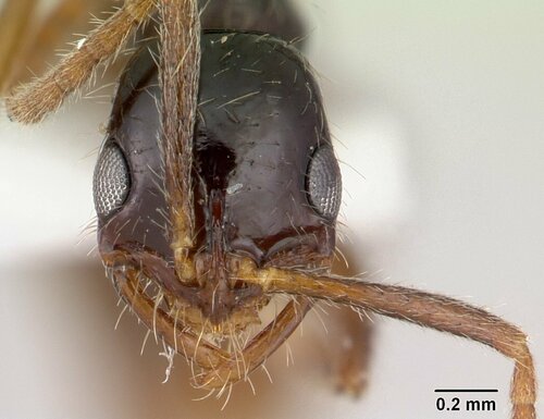 Leptogenys arcuata