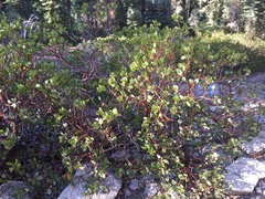 Arctostaphylos patula