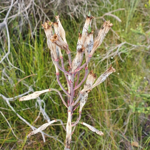 Image of Blandfordia nobilis by (c) ronavery, some rights reserved (CC BY)