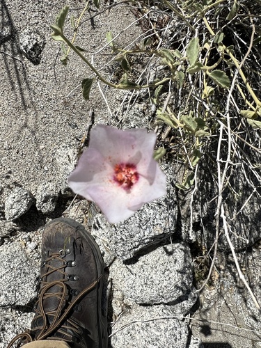 iNaturalist observation photo of Rock Hibiscus