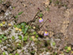 Utricularia striatula