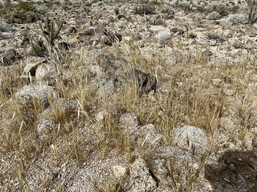 iNaturalist observation photo of cape ricegrass