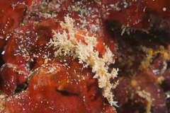 Dendronotidae