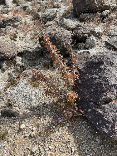 iNaturalist observation photo of ocotillo
