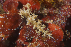 Dendronotidae