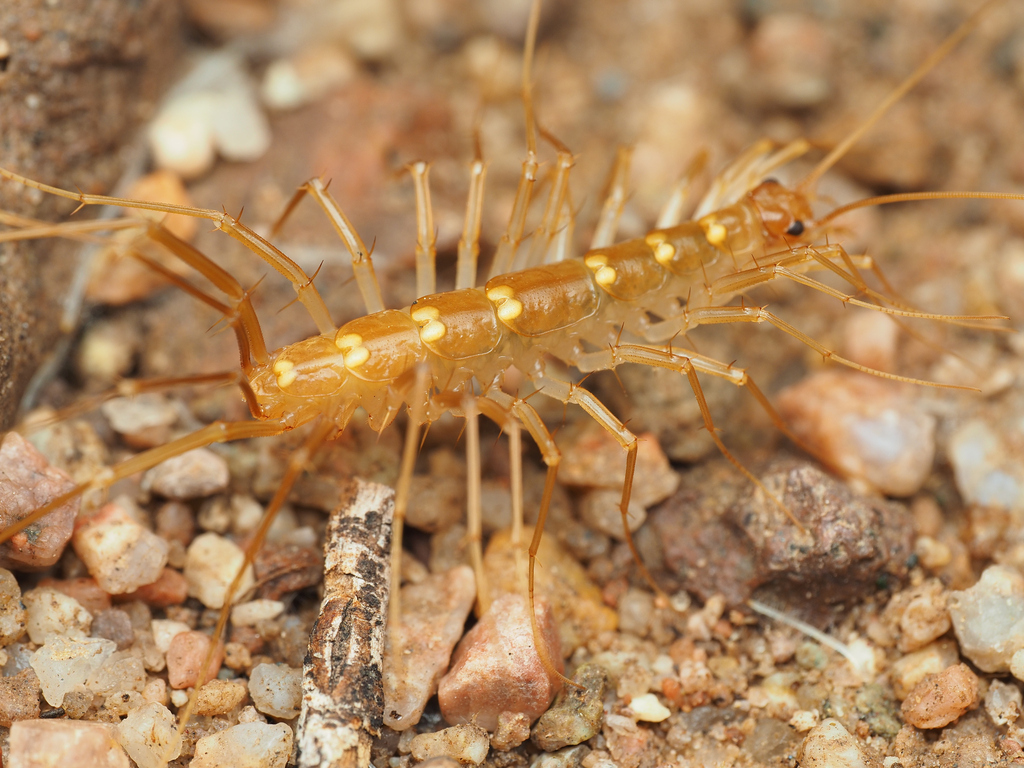Arizona house centipede