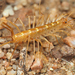 Arizona House Centipede - Photo (c) Julian F, some rights reserved (CC BY-NC), uploaded by Julian F