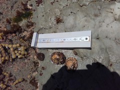 Cellana ornata